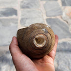 Raw Conch Shell - Divine Sankha - Hindu Ritual Instrument