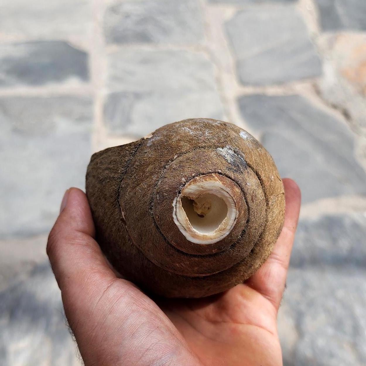 Raw Conch Shell - Divine Sankha - Hindu Ritual Instrument