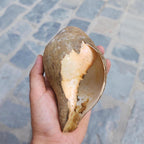 Raw Conch Shell - Divine Sankha - Hindu Ritual Instrument