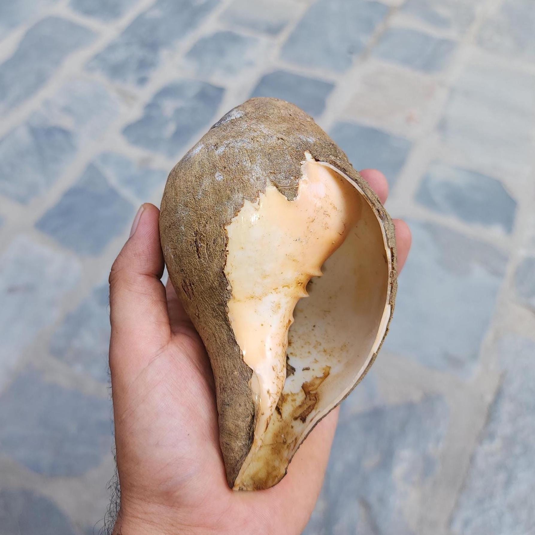 Raw Conch Shell - Divine Sankha - Hindu Ritual Instrument