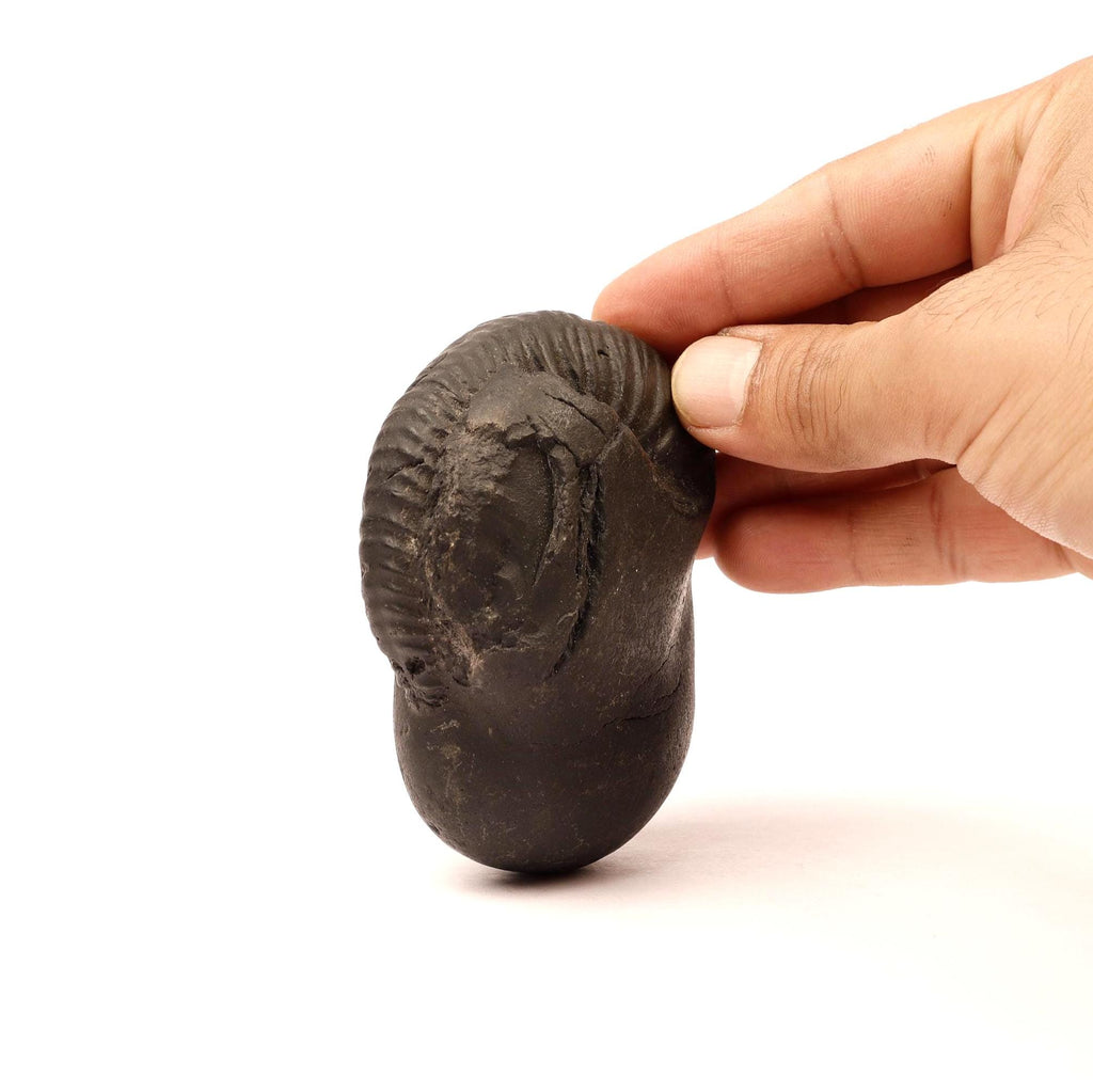 Natural Kali River Shaligram Fossil From Nepal