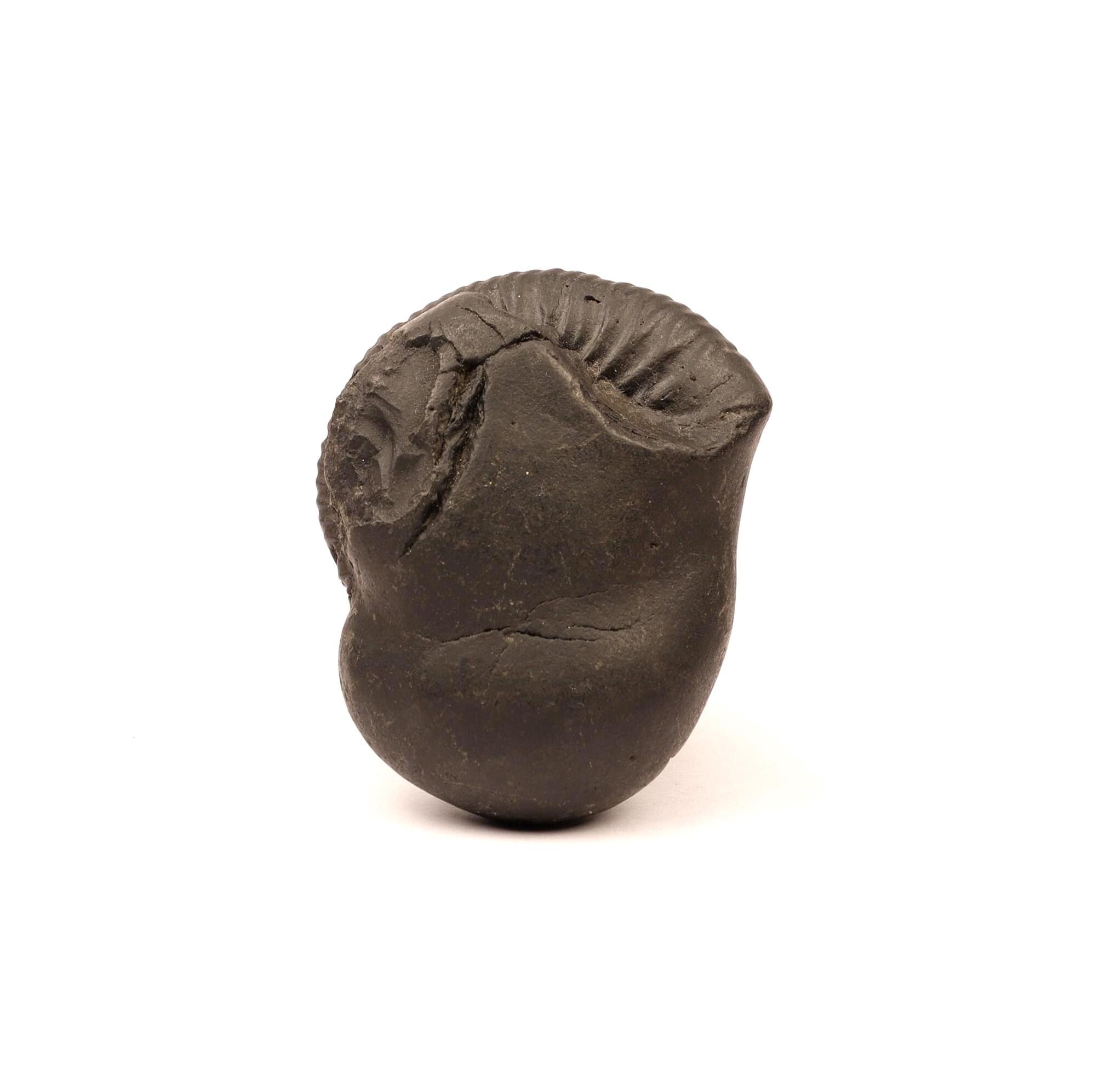 Vajra Keelak Shaligram: Sacred Vishnu Fossil Stone From Nepal