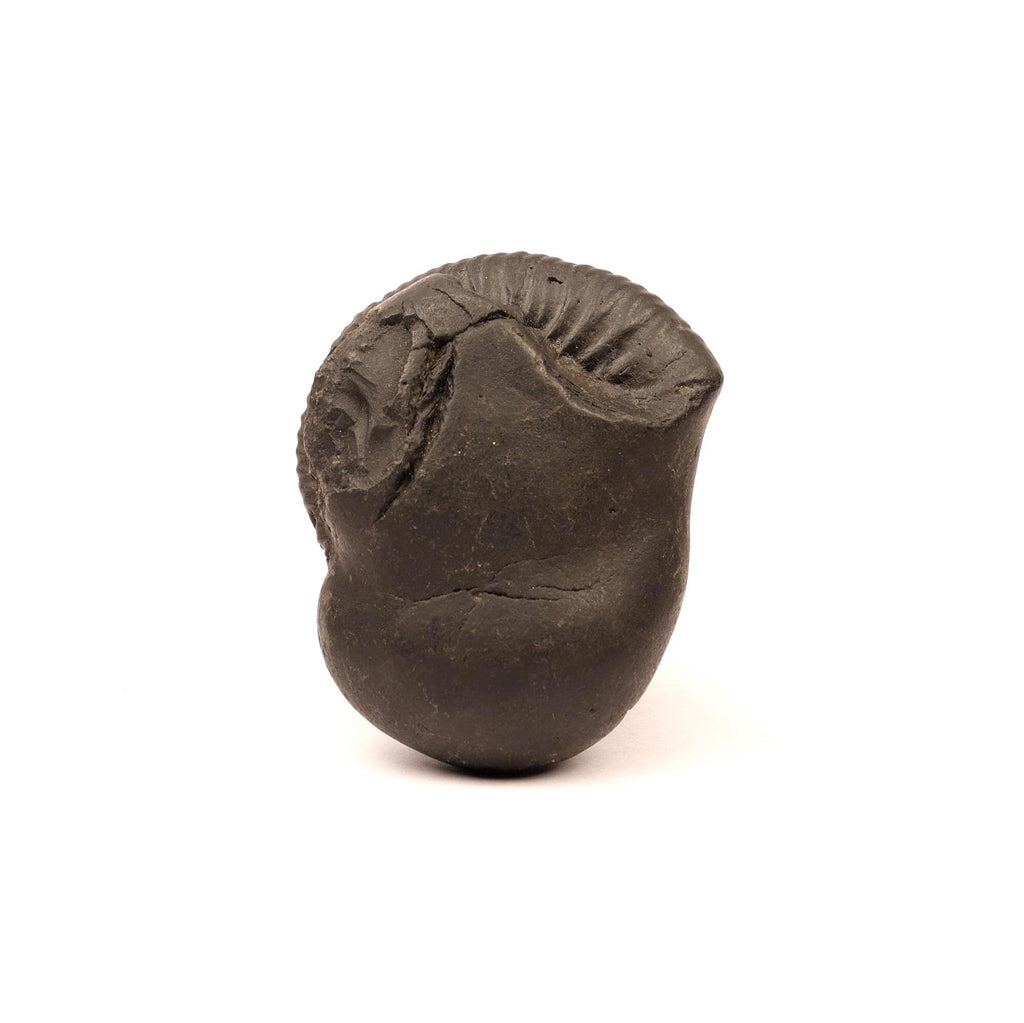 Natural Kali River Shaligram Fossil From Nepal