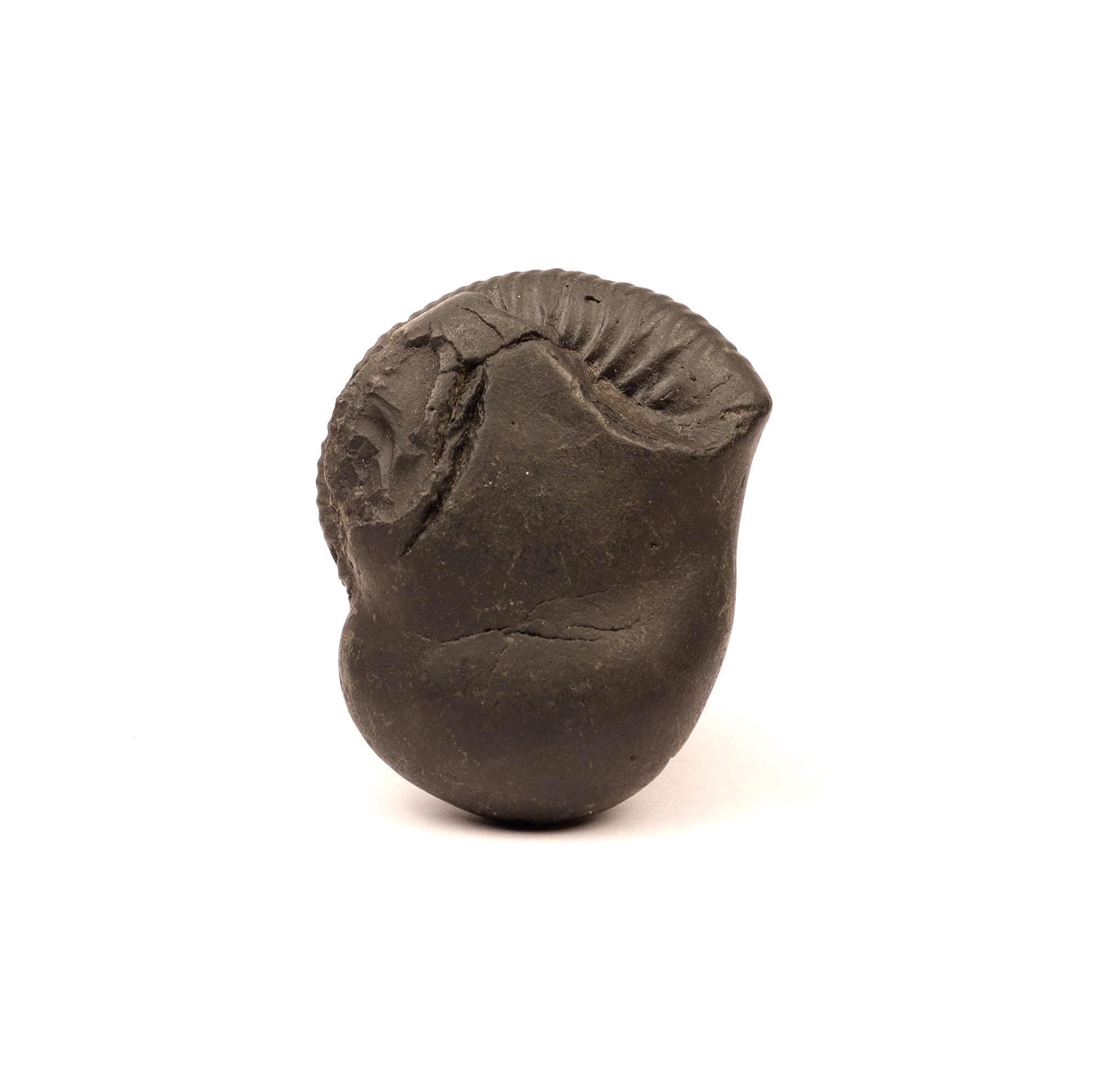 Natural Kali River Shaligram Fossil From Nepal