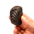 Natural Ganesha Shaligram Stone: Good Luck, Obstacle Remover