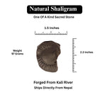 Authentic Shaligram Stone: Kali River Fossil From Nepal