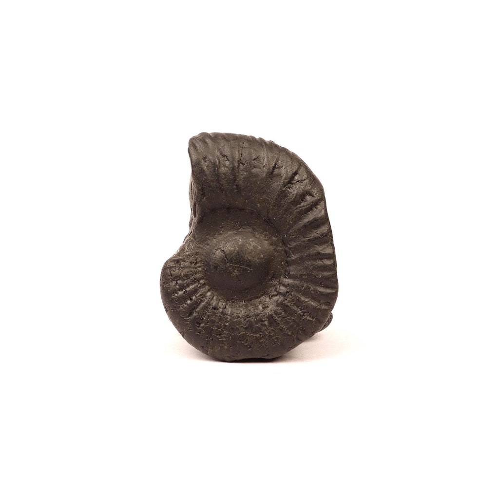 Authentic Shaligram Stone: Kali River Fossil From Nepal