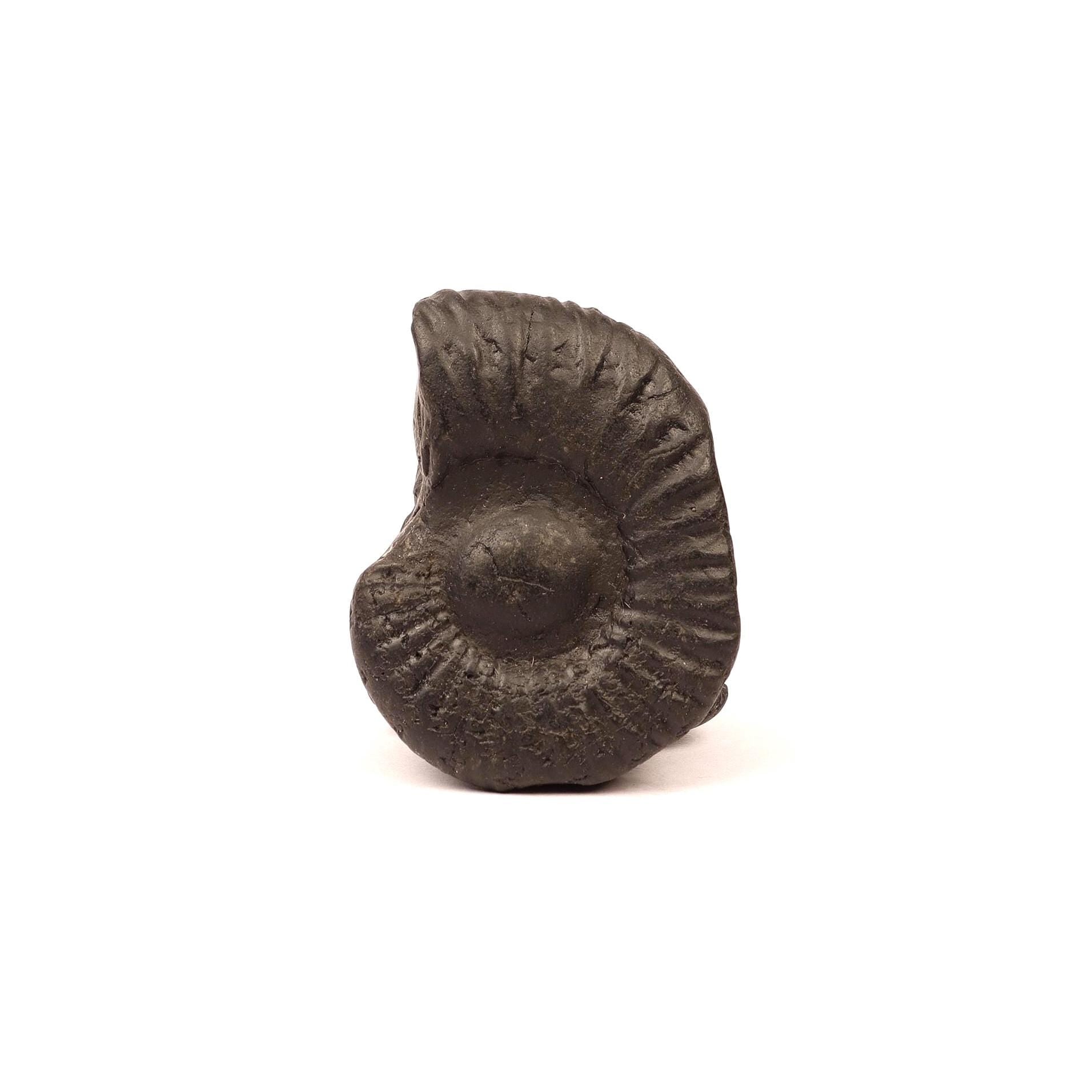 Authentic Shaligram Stone: Kali River Fossil From Nepal