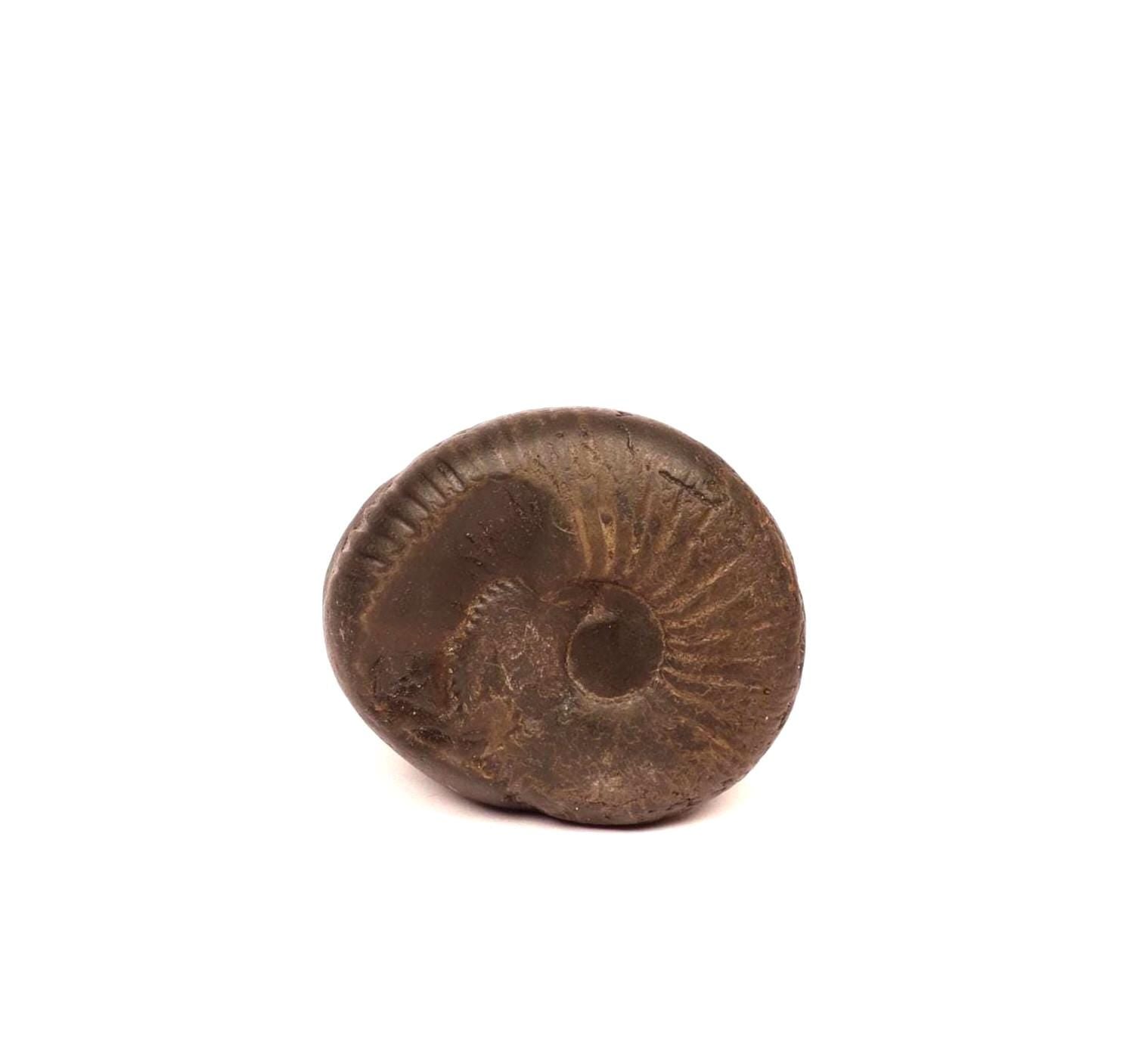 Surya Sun Shaligram - Natural Hindu Sun God Deity Stone