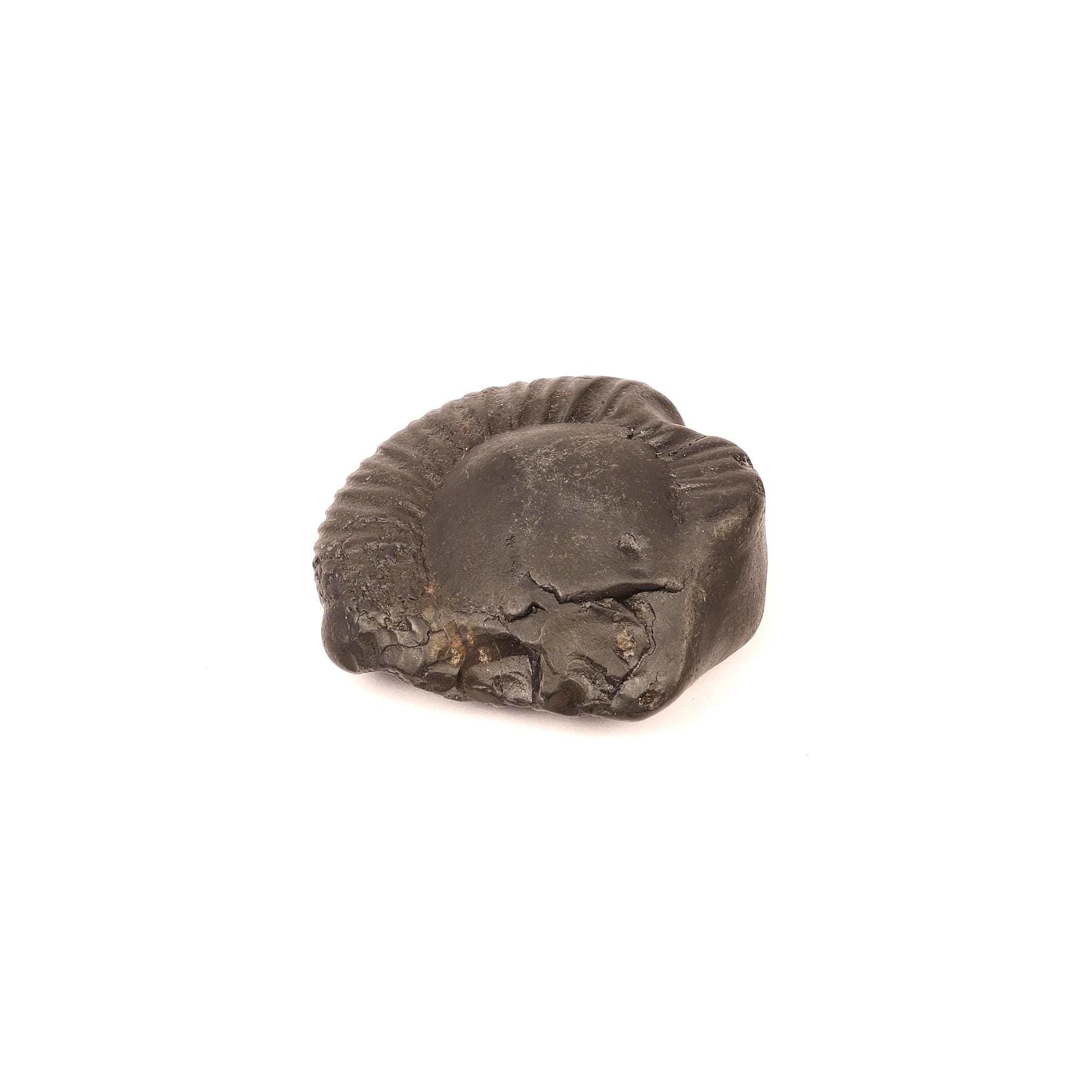 Sacred Shaligram Stone From Nepal, Natural Fossil From Kali Gandaki River
