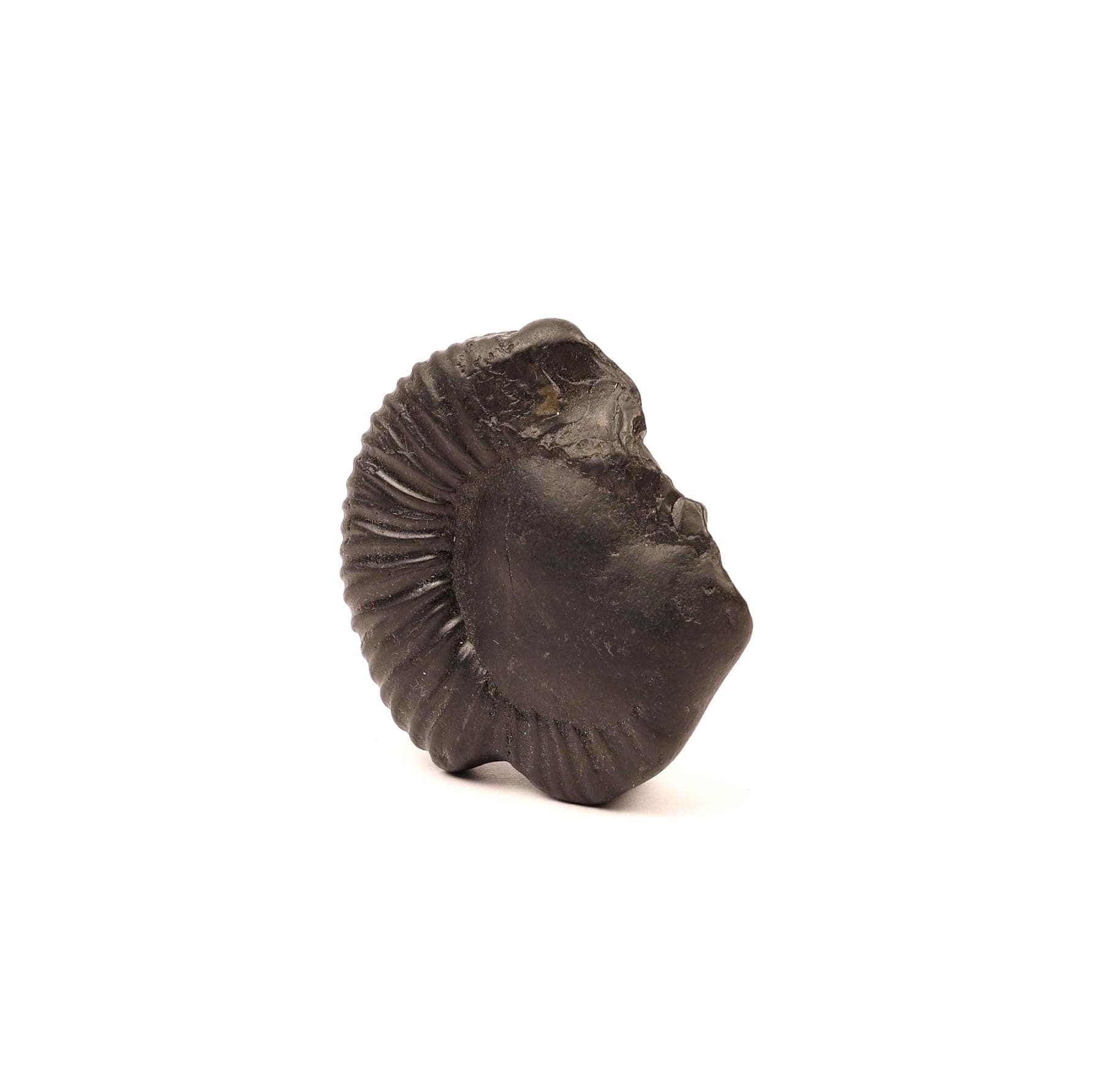Sacred Shaligram Stone From Nepal, Natural Fossil From Kali Gandaki River