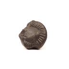 Sacred Shaligram Stone From Nepal, Natural Fossil From Kali Gandaki River