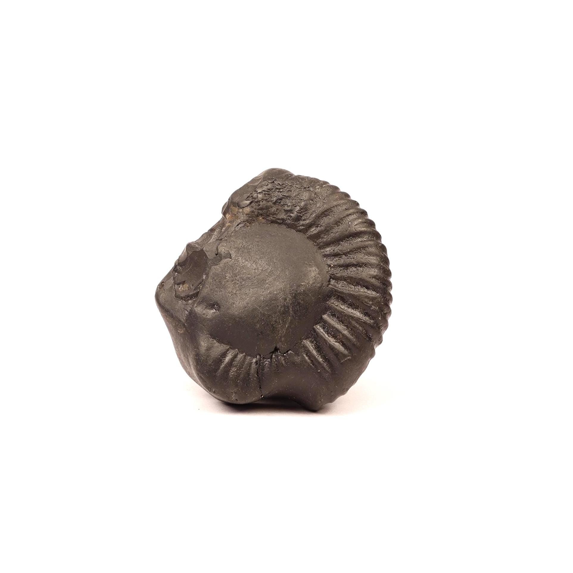 Sacred Shaligram Stone From Nepal, Natural Fossil From Kali Gandaki River