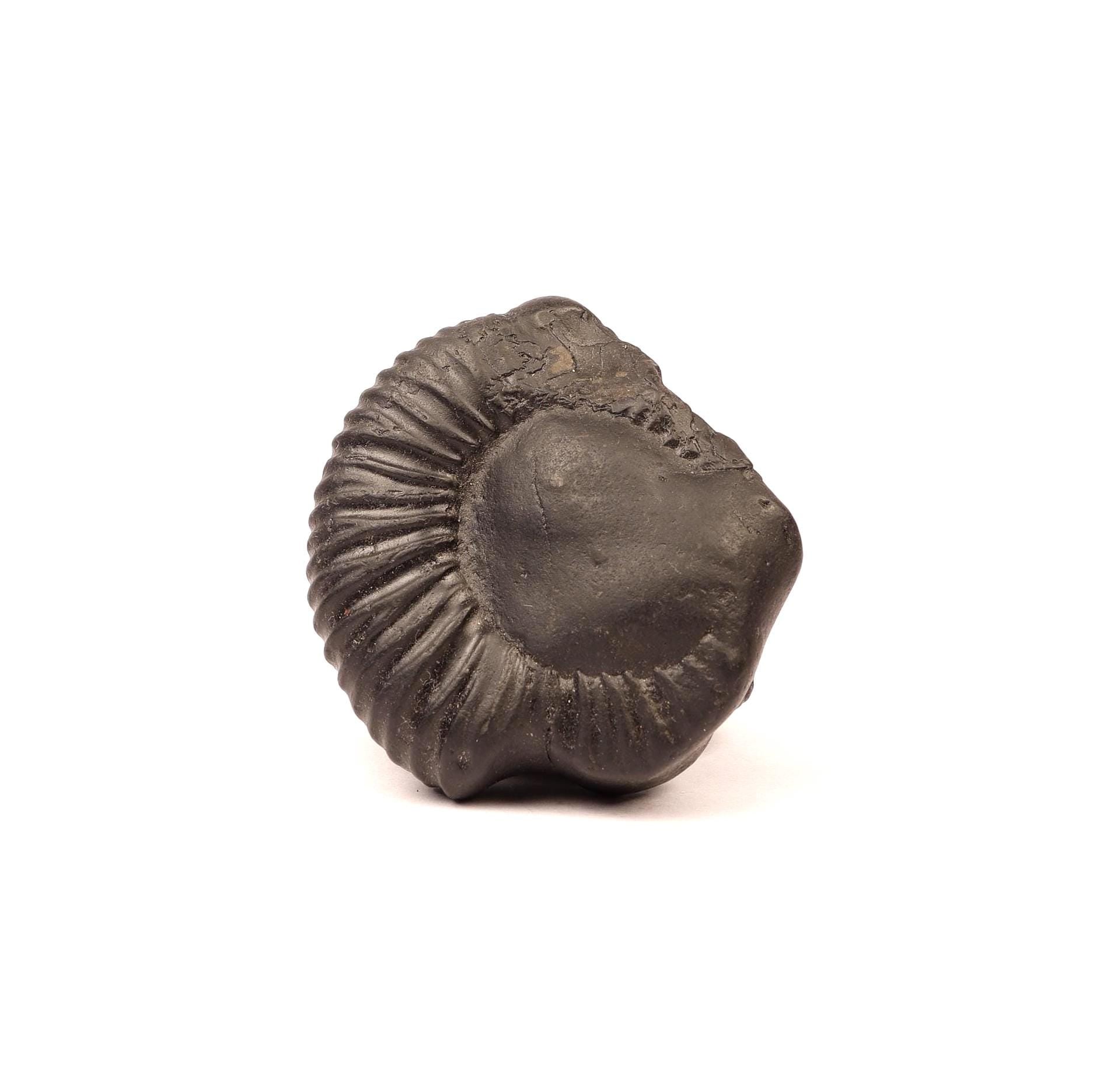 Sacred Shaligram Stone From Nepal, Natural Fossil From Kali Gandaki River