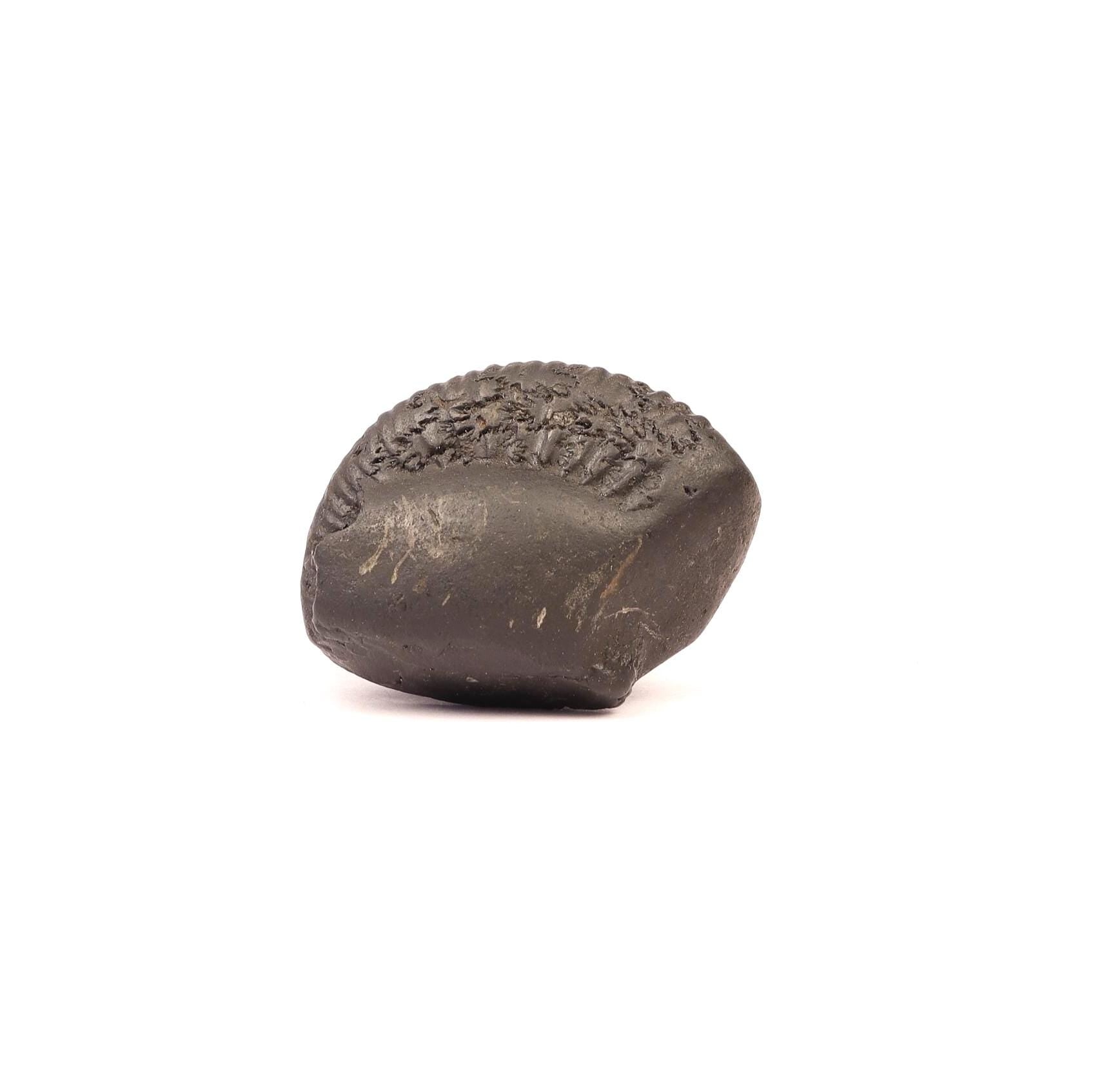 Chakra Mukhi Shaligram, Markings Resembling Radiating Chakras, Linked to Vishnu’s Wheel of Dharma