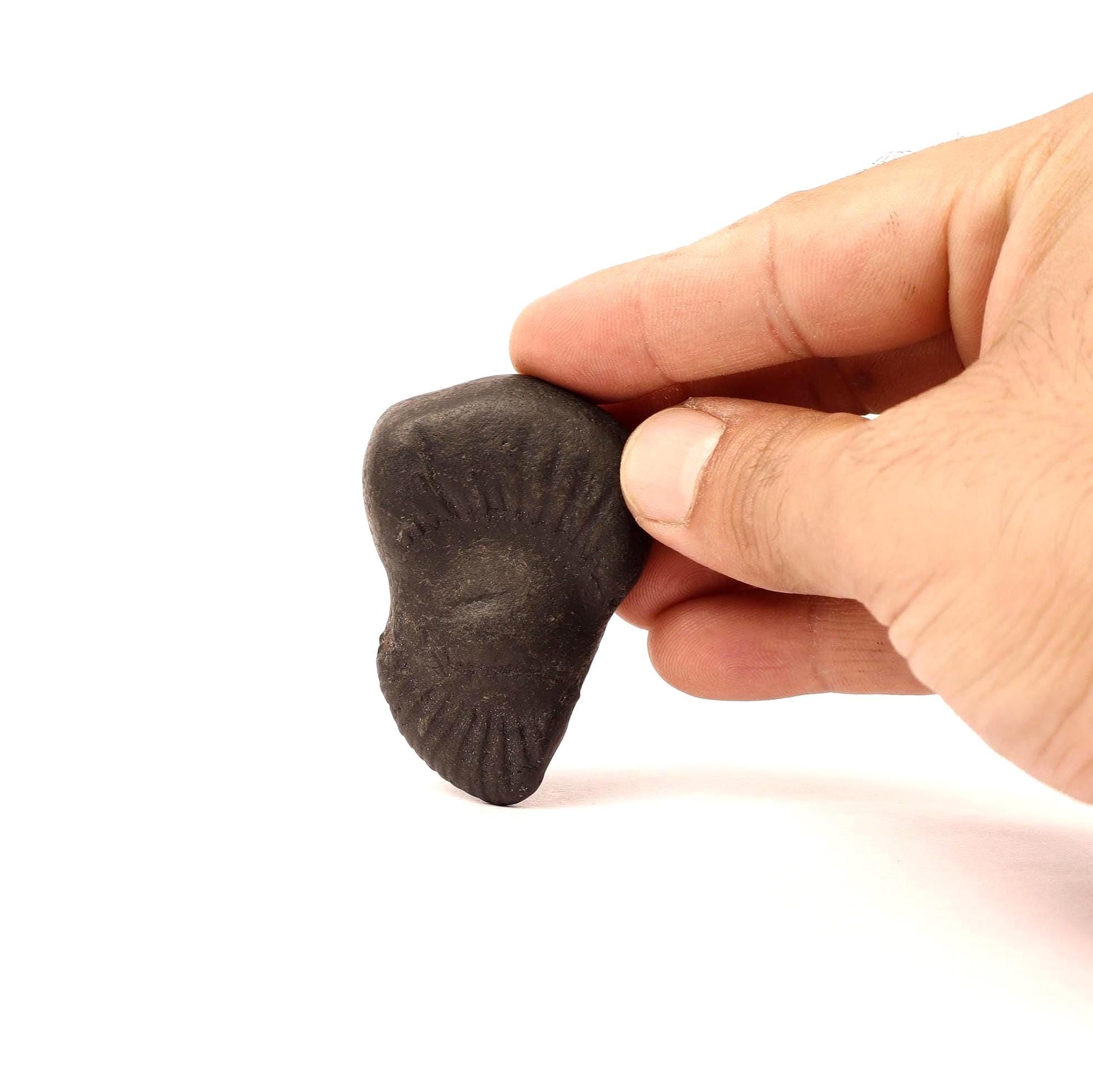 Sacred Shaligram – Birth Power Stone For The Brave And Fearless August Born, Birthday Gift