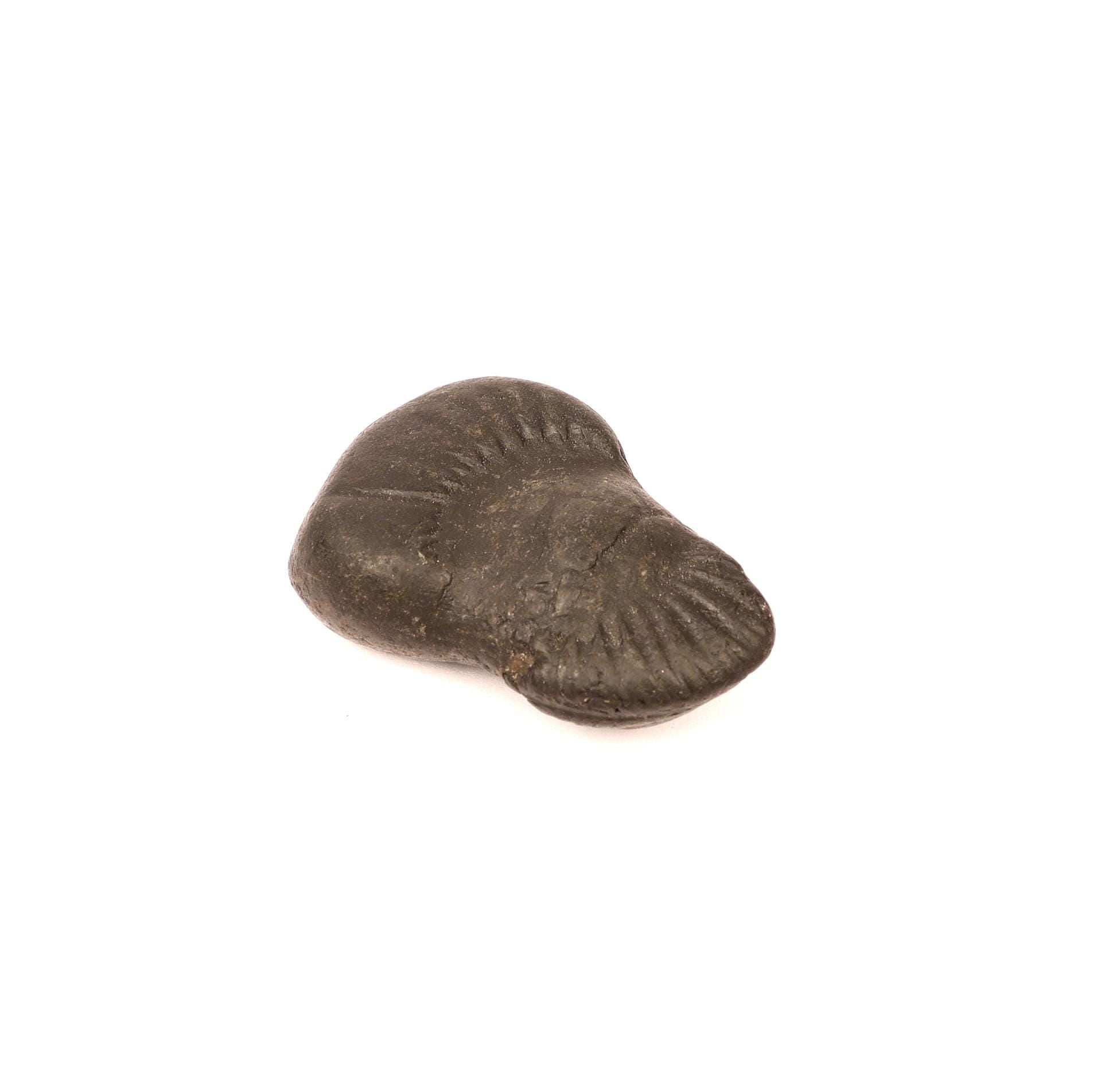 Sacred Shaligram – Birth Power Stone For The Brave And Fearless August Born, Birthday Gift