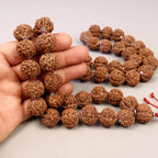 Six Mukhi Rudraksha Mala, Genuine Himalayan Prayer Beads
