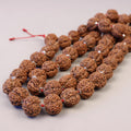 Six Mukhi Rudraksha Mala – Genuine Himalayan Prayer Beads