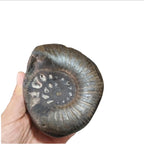 Large Cosmic Chakra Shaligram Stone: Sacred Energy Artifact