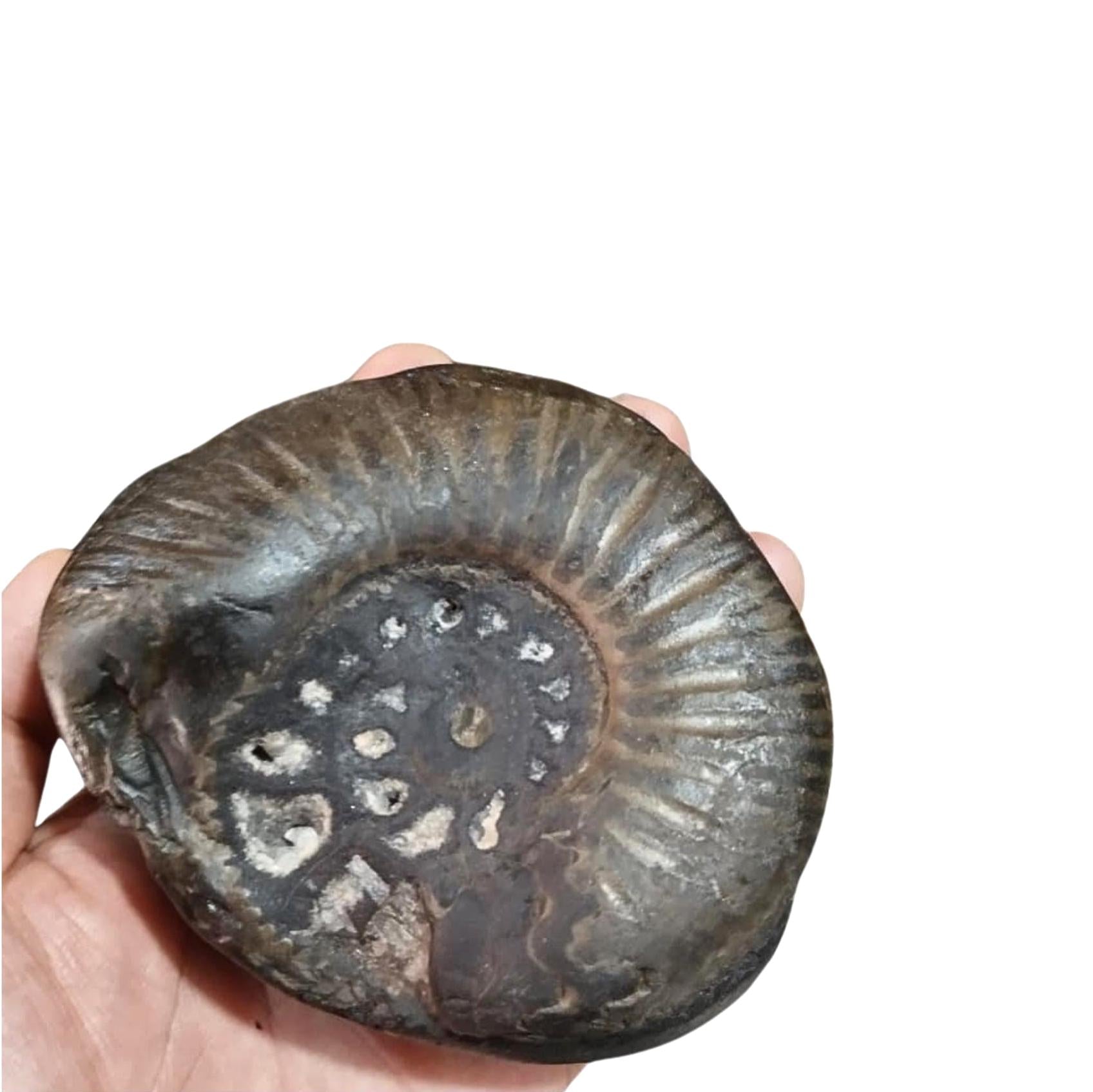 Large Cosmic Chakra Shaligram Stone: Sacred Energy Artifact