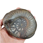 Large Cosmic Chakra Shaligram Stone: Sacred Energy Artifact