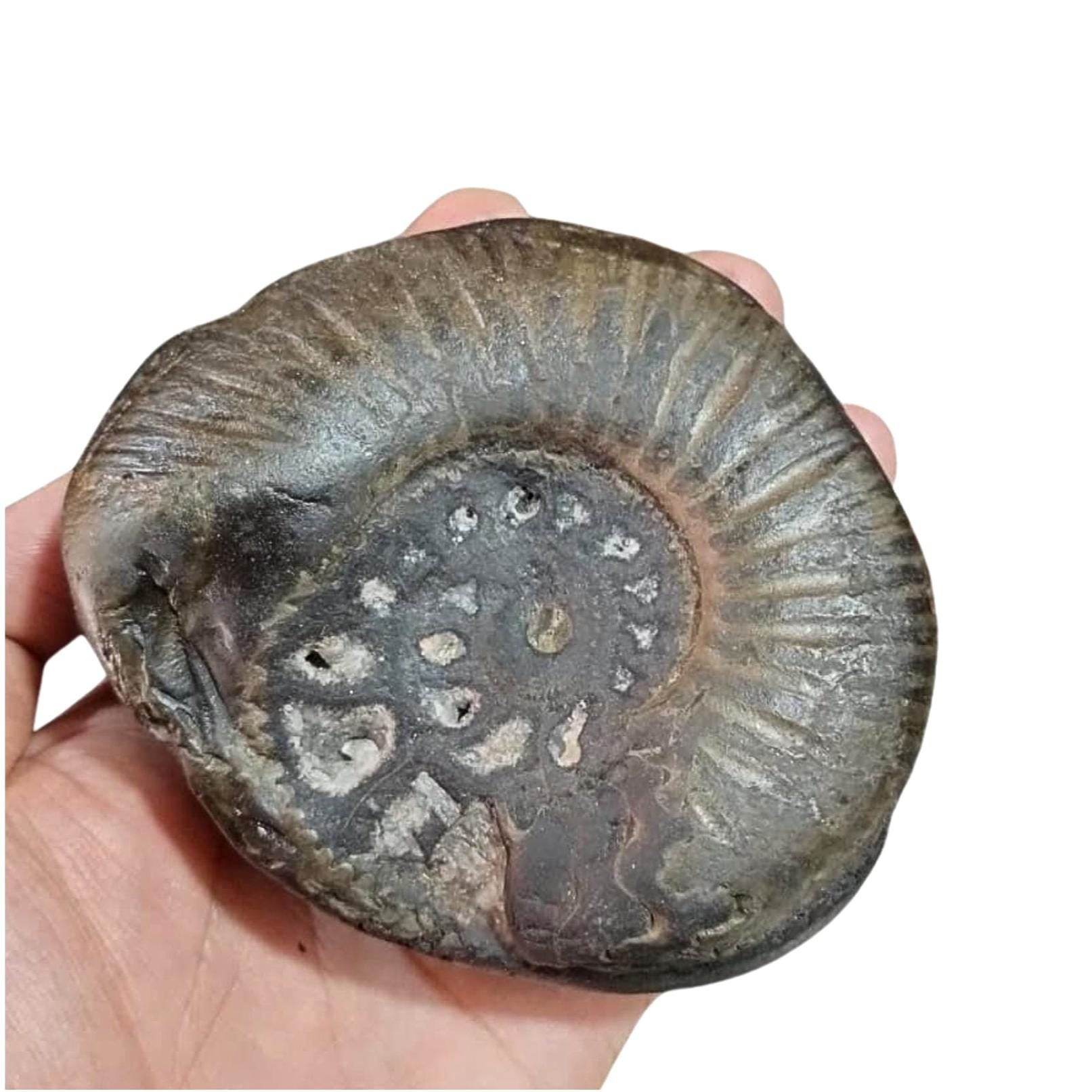 Large Cosmic Chakra Shaligram Stone: Sacred Energy Artifact