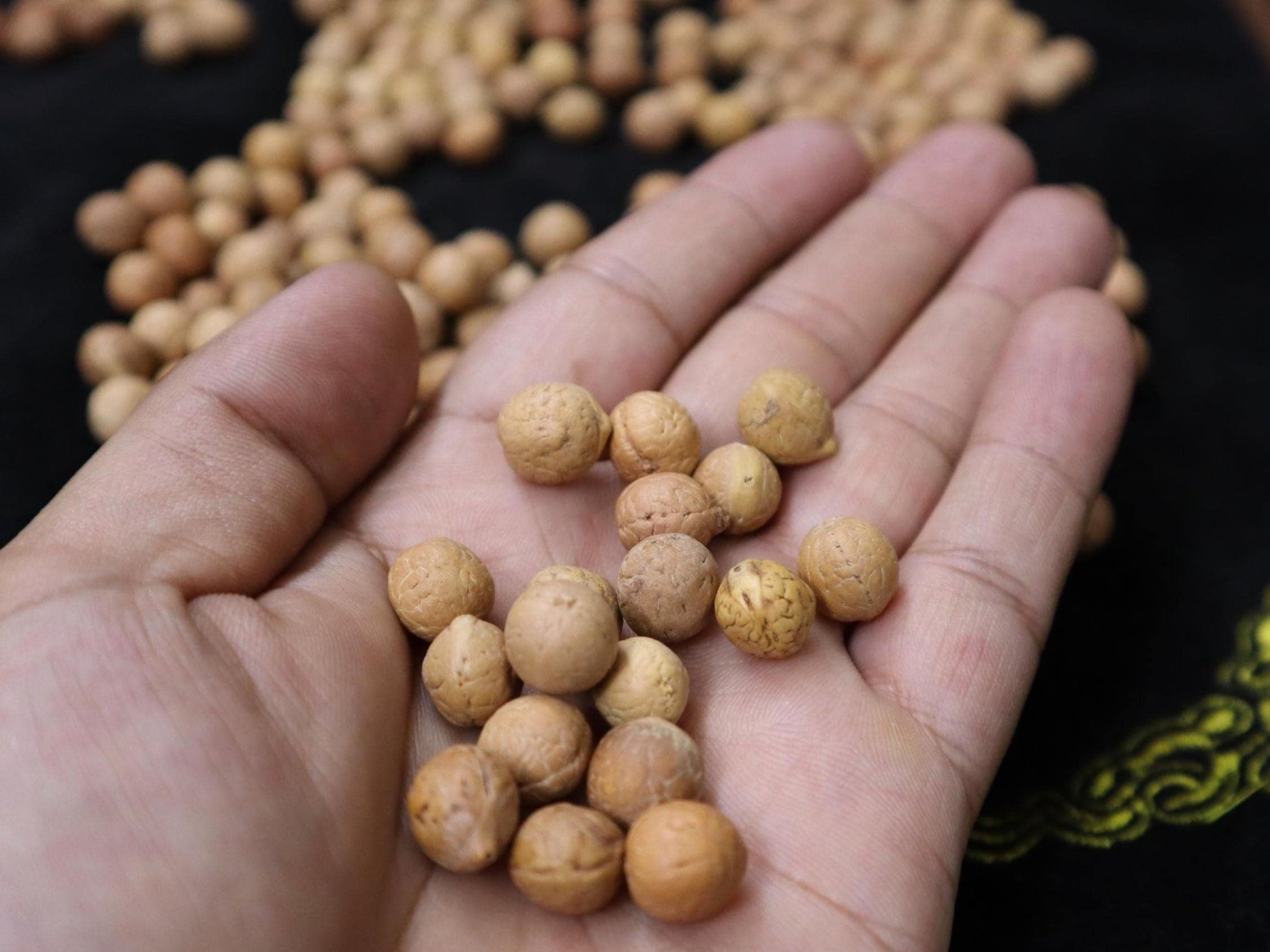 8 to 12 mm Bodhi Seed Prayer Beads: Timal Nepal Buddha Chitta
