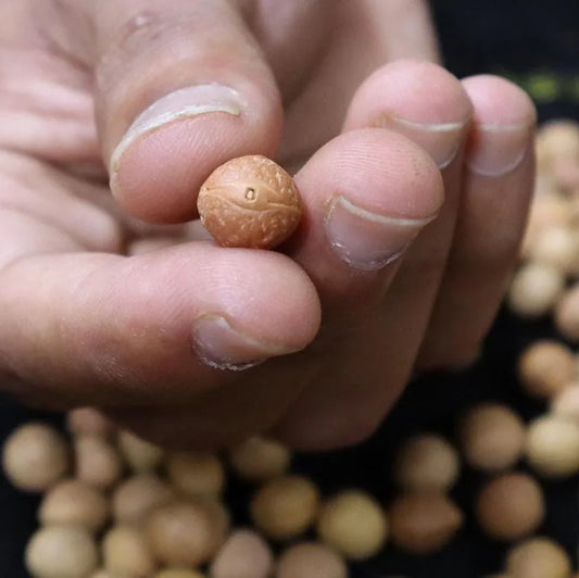 Close-up of a single authentic Rudraksha bead held between fingers