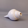 Blowing Conch Shell Shankha: Sacred Sound & Spirit - Turbinella Pyrum