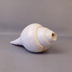 Blowing Conch Shell Shankha: Sacred Sound & Spirit - Turbinella Pyrum