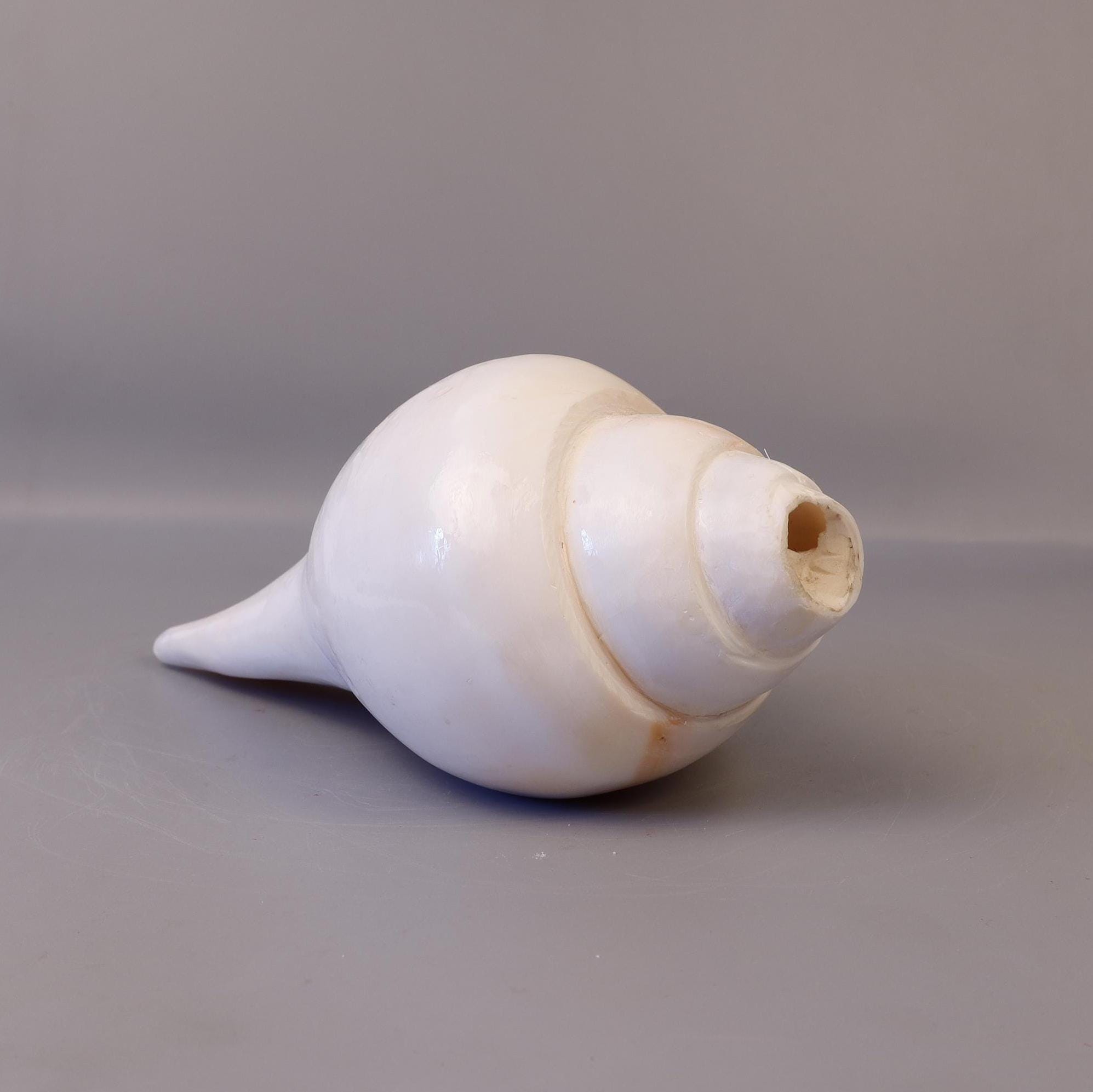 Blowing Conch Shell Shankha: Sacred Sound & Spirit - Turbinella Pyrum