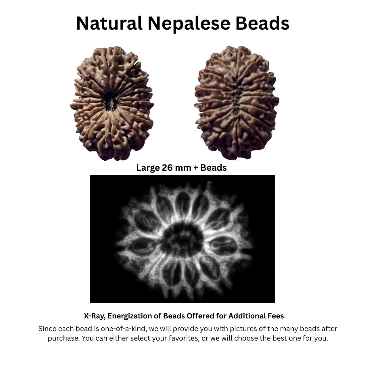 9 To 13 Face Raw Rudraksha Beads From Nepal, High Grade 26+ mm Seeds