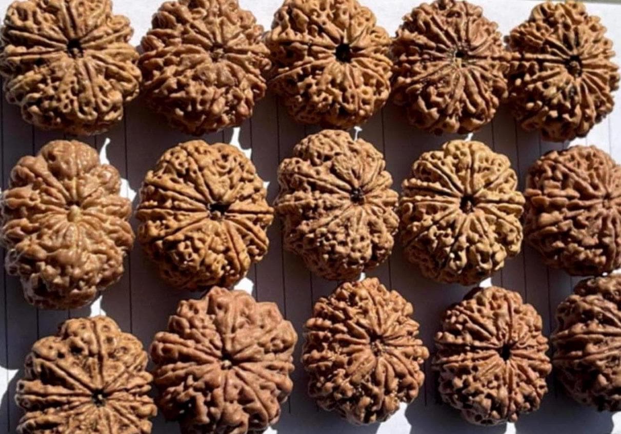 9 To 13 Face Raw Rudraksha Beads From Nepal, High Grade 26+ mm Seeds