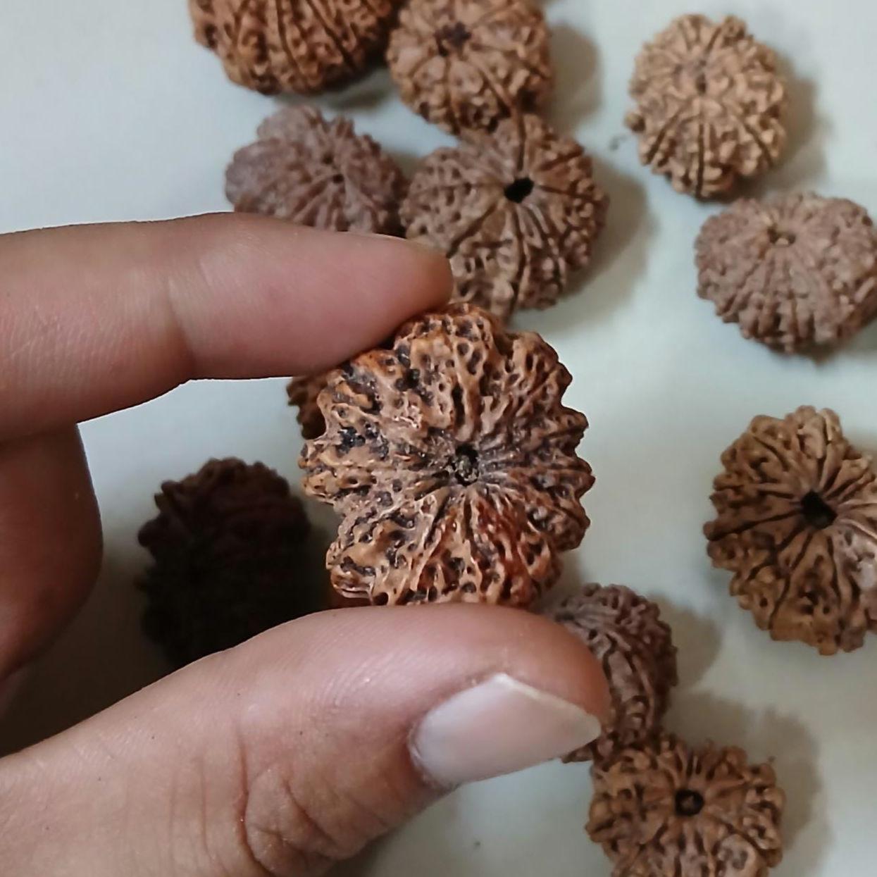 Ma Durga 9 Mukhi Rudraksha, Large 26+ mm Nepalese Beads