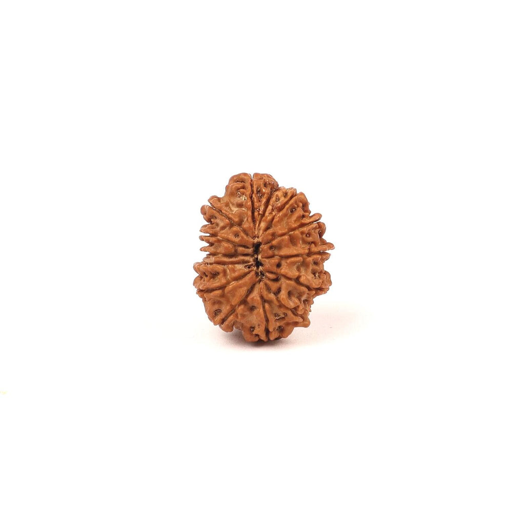 Nepali 14 Face Rudraksha Bead: Saturn & Hanuman Blessing
