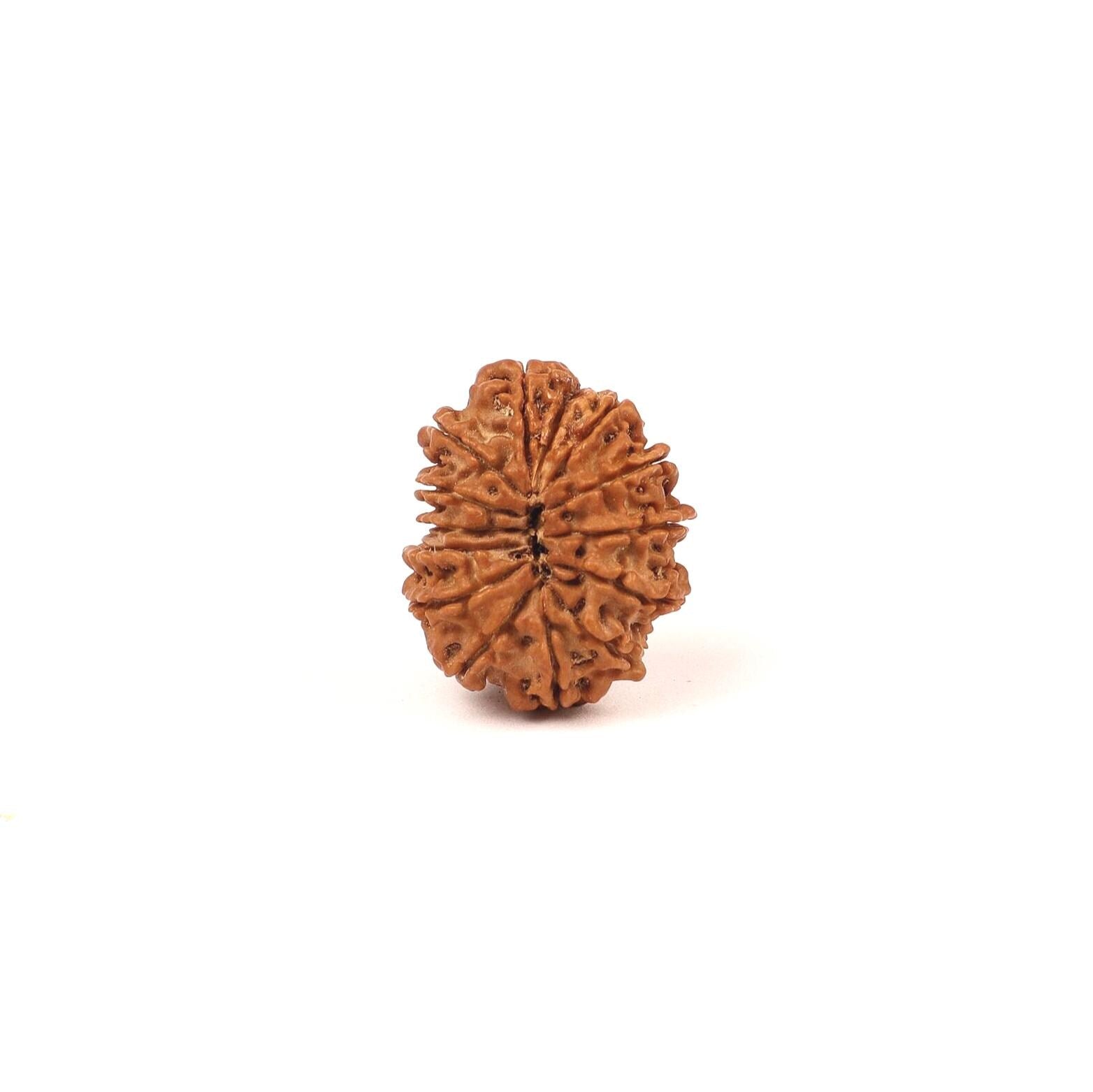 Nepali 14 Face Rudraksha Bead: Saturn & Hanuman Blessing
