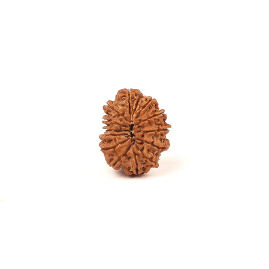 Single authentic brown Rudraksha bead isolated on a white background