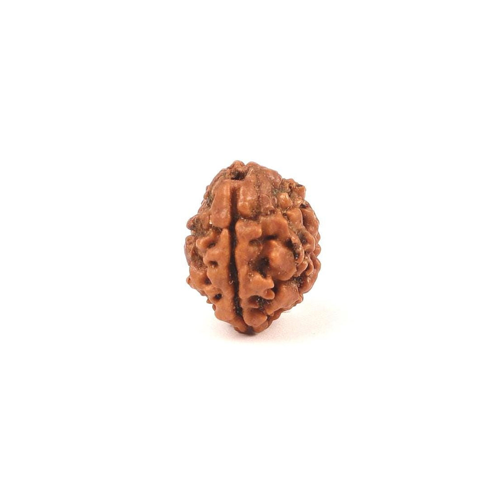 Shiva Shakti 2 Face Rudraksha Bead, Nepal Origin Large Beads