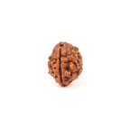 Shiva Shakti 2 Face Rudraksha Bead, Nepal Origin Large Beads