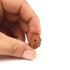 Shiva Shakti 2 Face Rudraksha Bead, Nepal Origin Large Beads