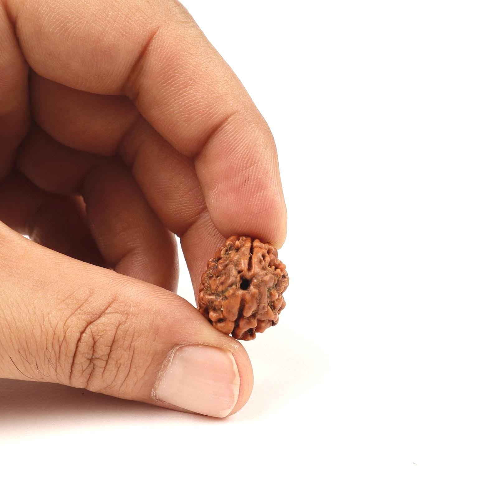 Shiva Shakti 2 Face Rudraksha Bead, Nepal Origin Large Beads
