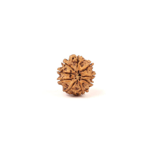 9 Mukhi Ma Dura Rudraksha Bead, Related To Sahasrara Crown Chakra, For Ketu Dosha