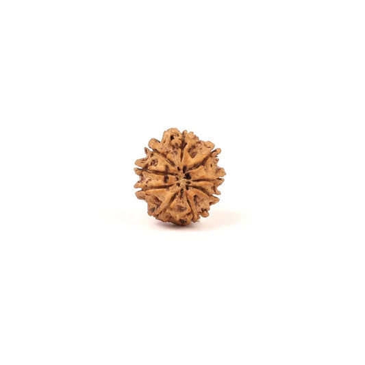 Single authentic brown Rudraksha bead isolated on a white background