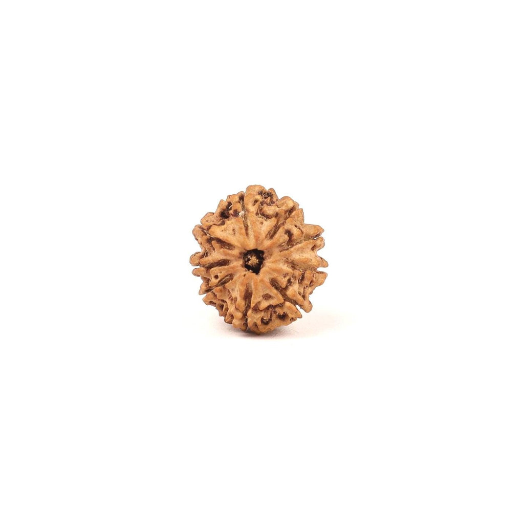 9 Mukhi Ma Dura Rudraksha Bead, Related To Sahasrara Crown Chakra, For Ketu Dosha
