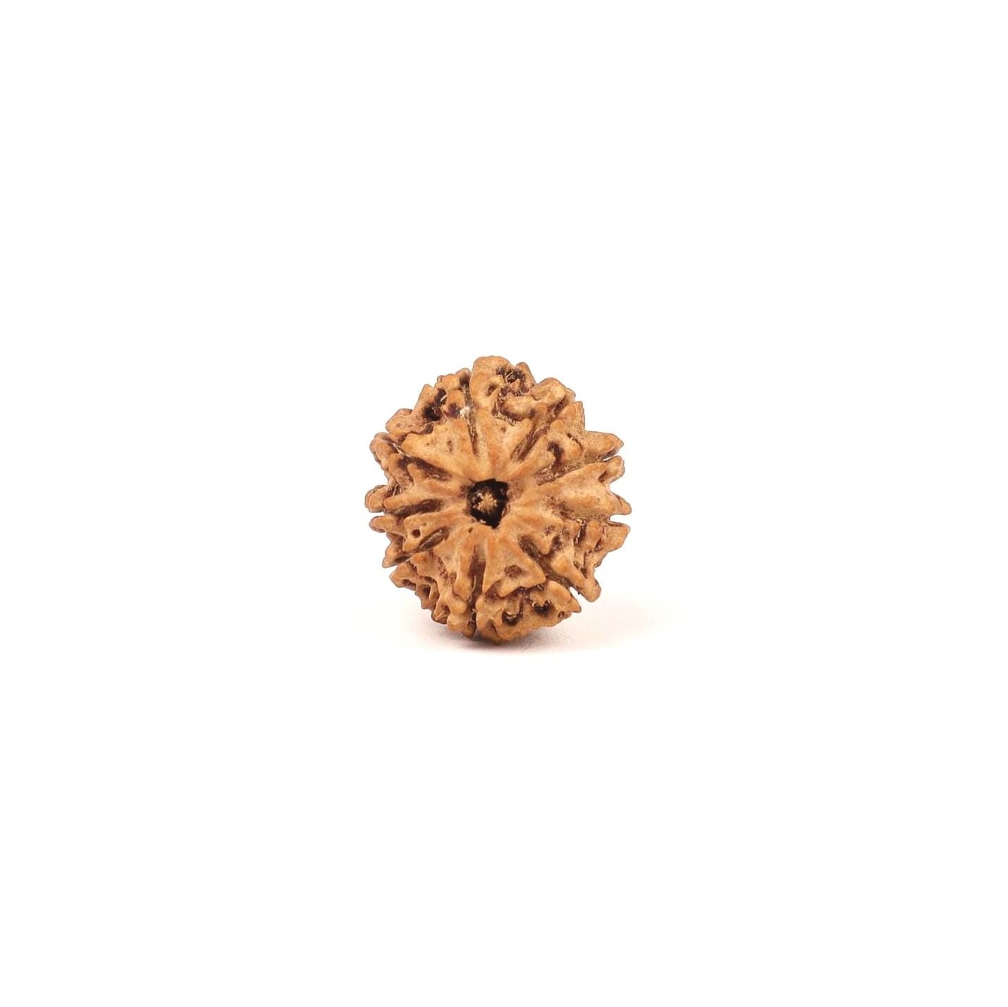 9 Mukhi Ma Dura Rudraksha Bead, Related To Sahasrara Crown Chakra, For Ketu Dosha