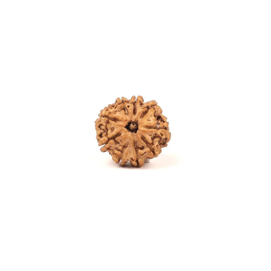 Close-up of a single textured Rudraksha bead on a white background