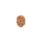 10 Mukhi Rudraksha Bead: Nepal, Lord Vishnu, Navagraha Protection