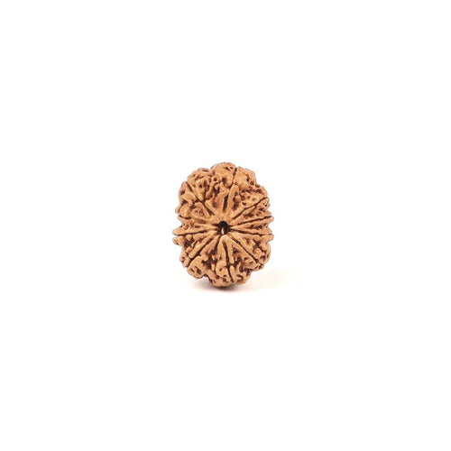 10 Mukhi Rudraksha Bead: Nepal, Lord Vishnu, Navagraha Protection