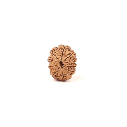 10 Mukhi Rudraksha Bead: Nepal, Lord Vishnu, Navagraha Protection